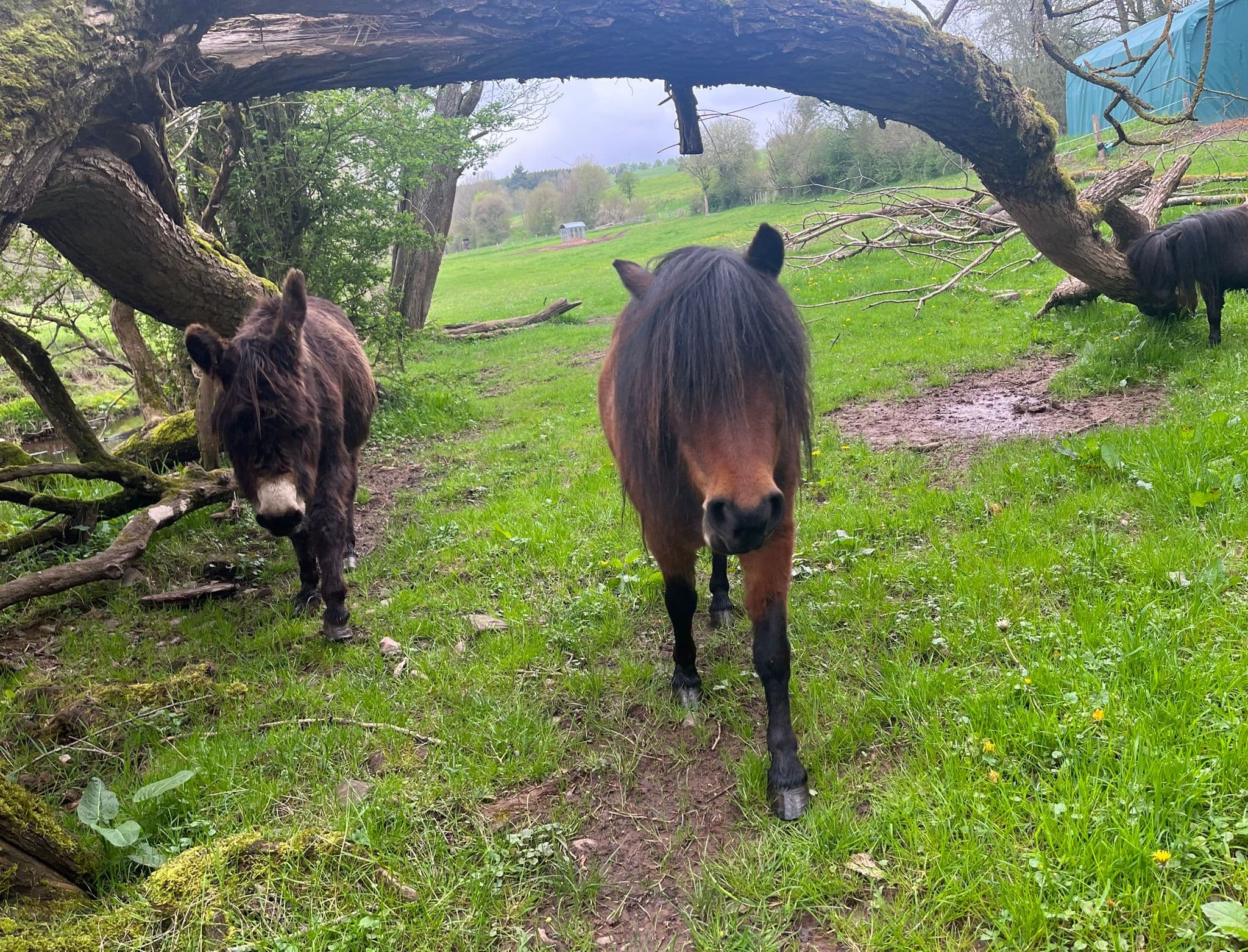 Esel und Pony der Arche Liberté auf der Weide