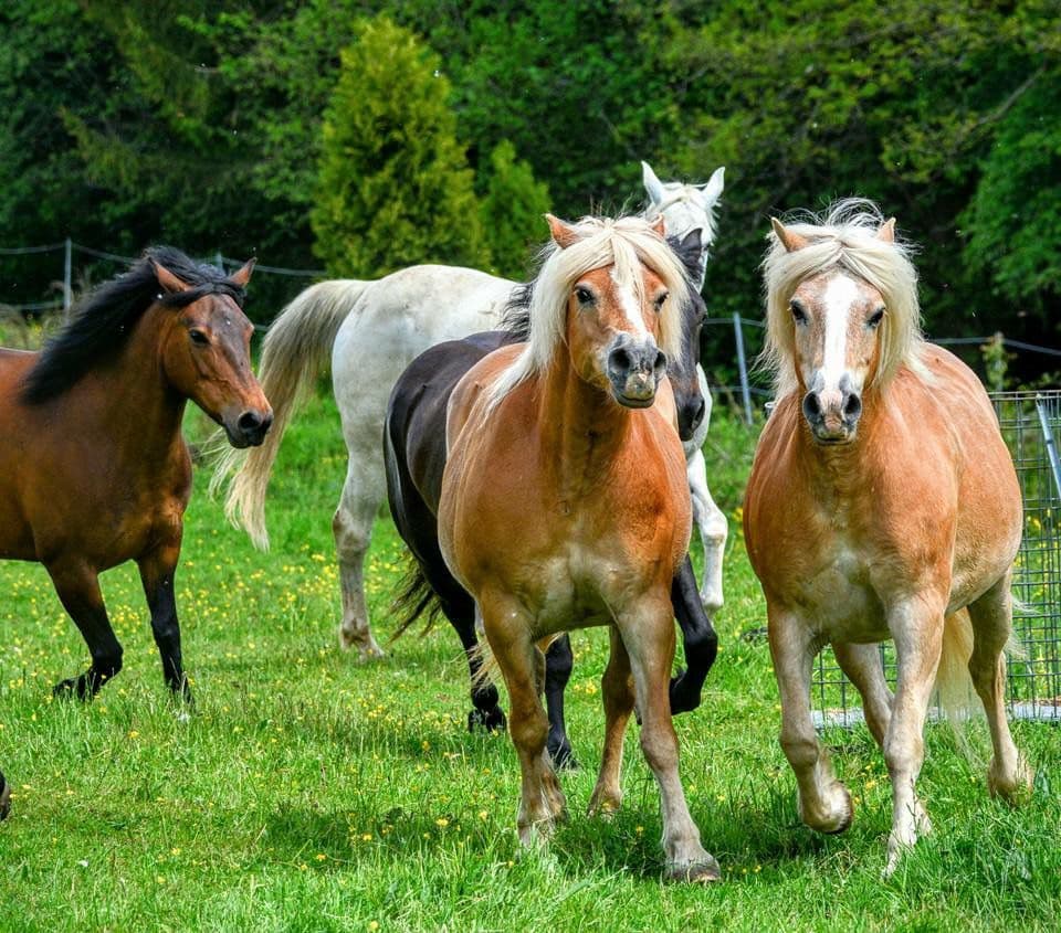 Weiten der Arche Liberté in der Eifel