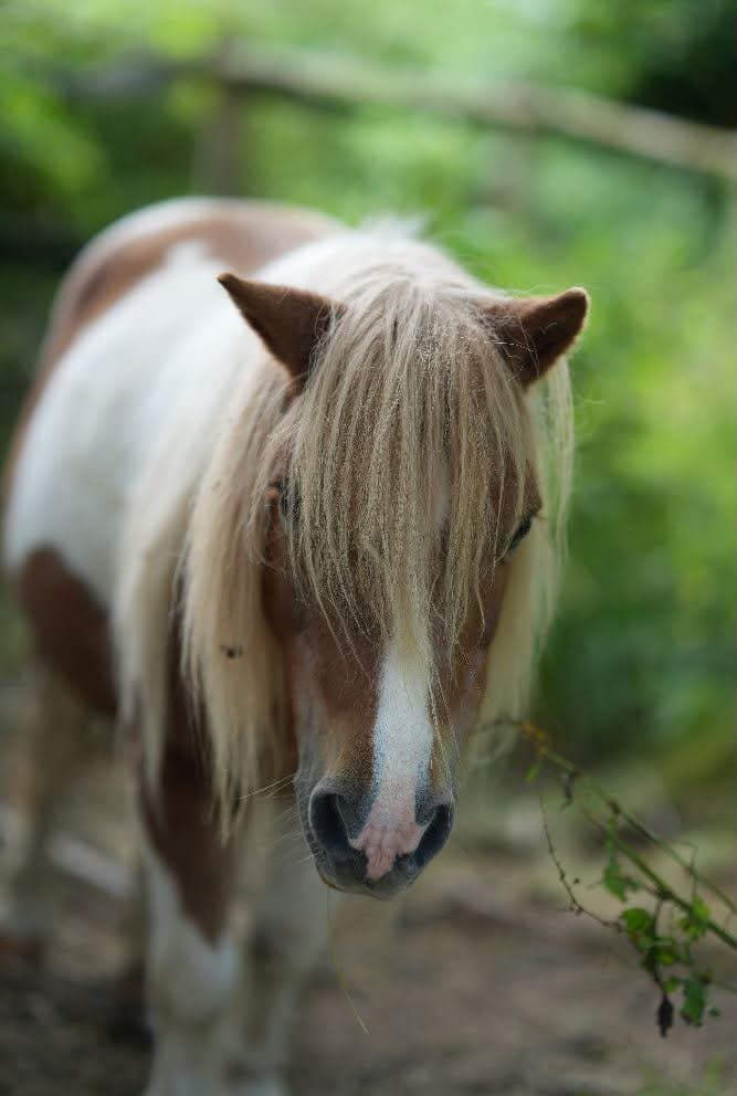 Shetlandpony Berti der Arche Liberté