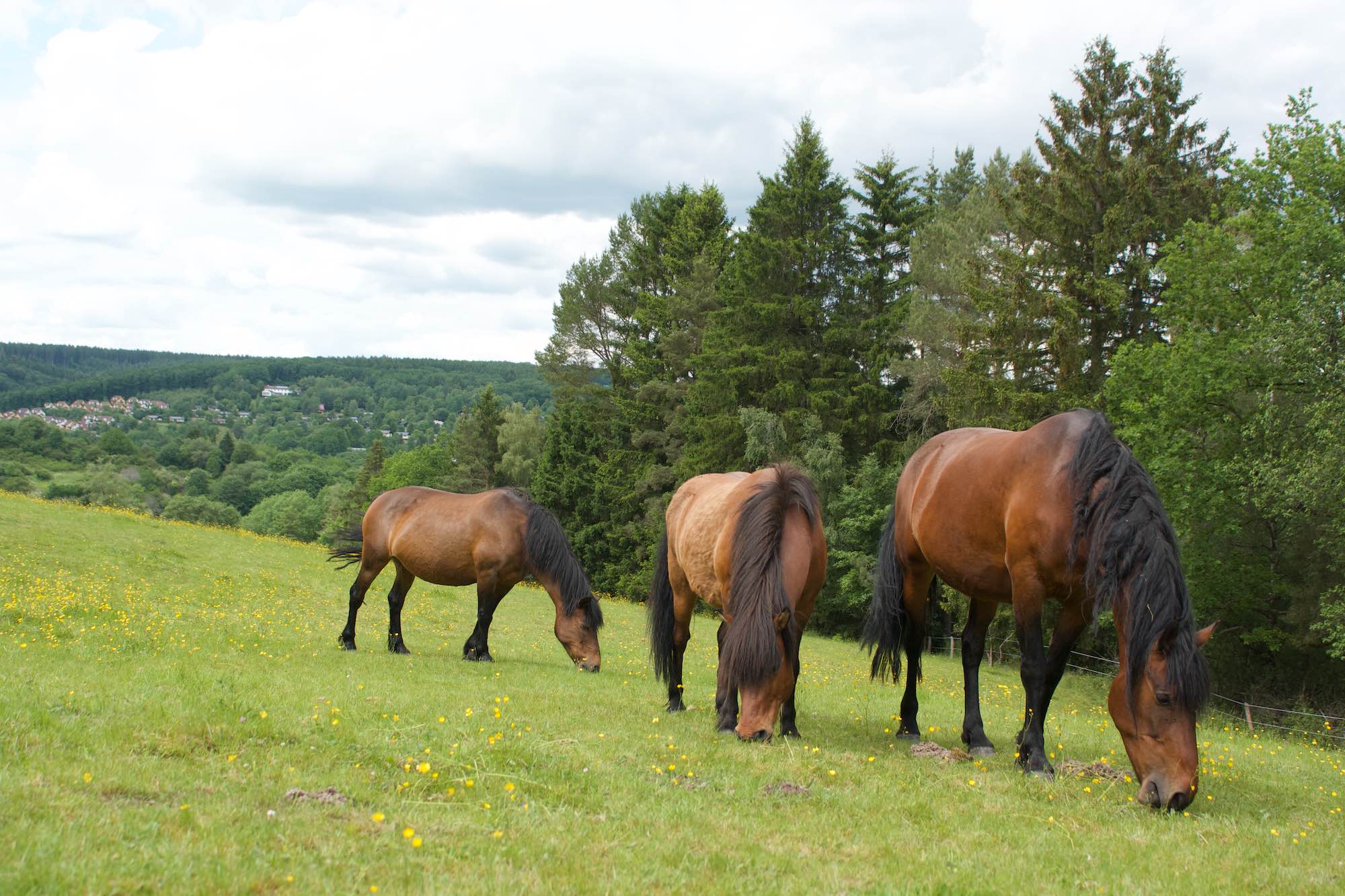 Die Herde der Arche Liberté auf den Weiden in der Eifel
