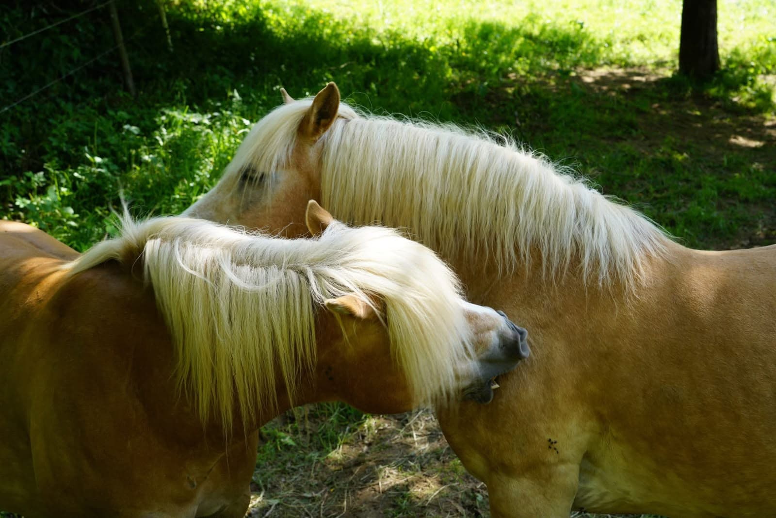 Mirka und Rocky, zwei Haflinger der Arche Liberté