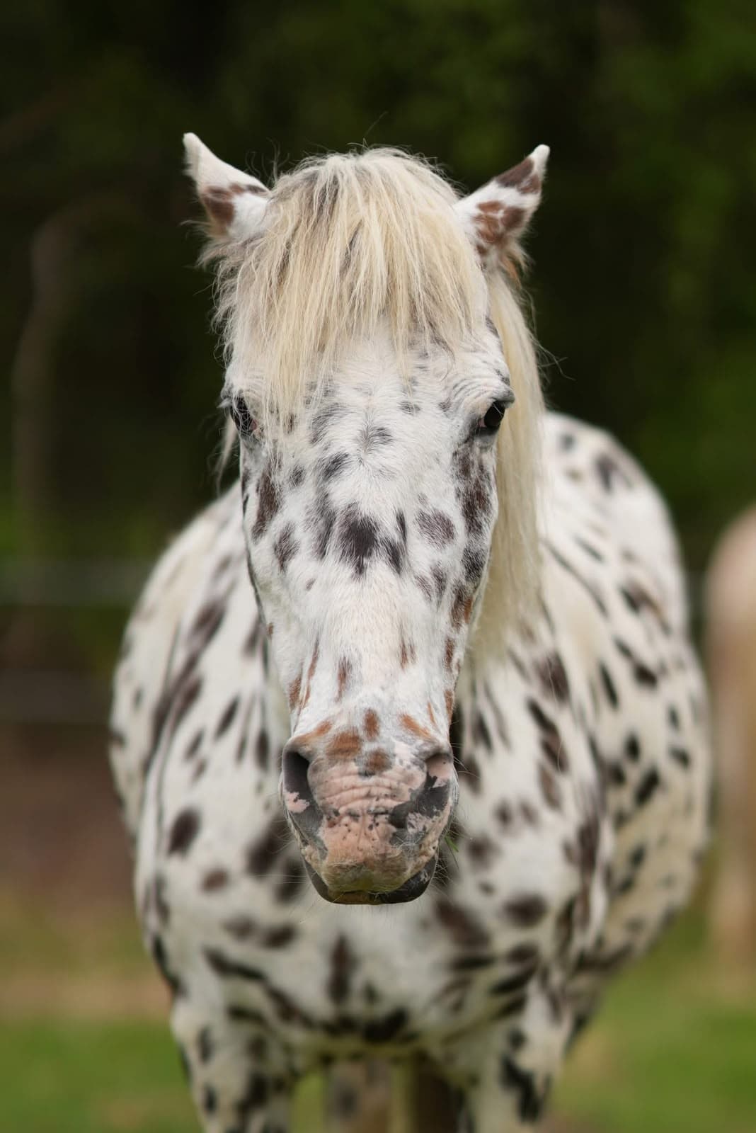 Pünktchen, eines unserer Ponys, auf der Weide